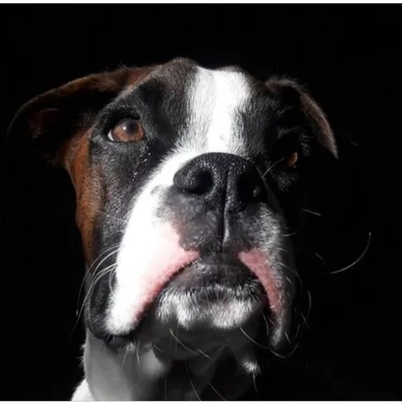 Meet your Posher, Mary (raising money for a sick dog name King) - Picture 1 of 5